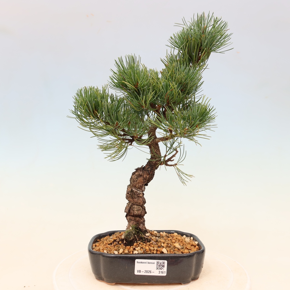 Bonsai voor buiten - Pinus parviflora - Pinus parviflora
