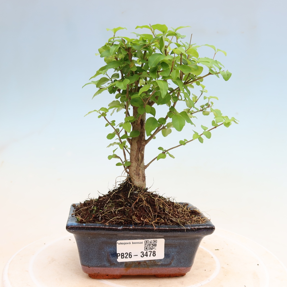 Kamerbonsai -Ligustrum chinensis - Vogelsnavel