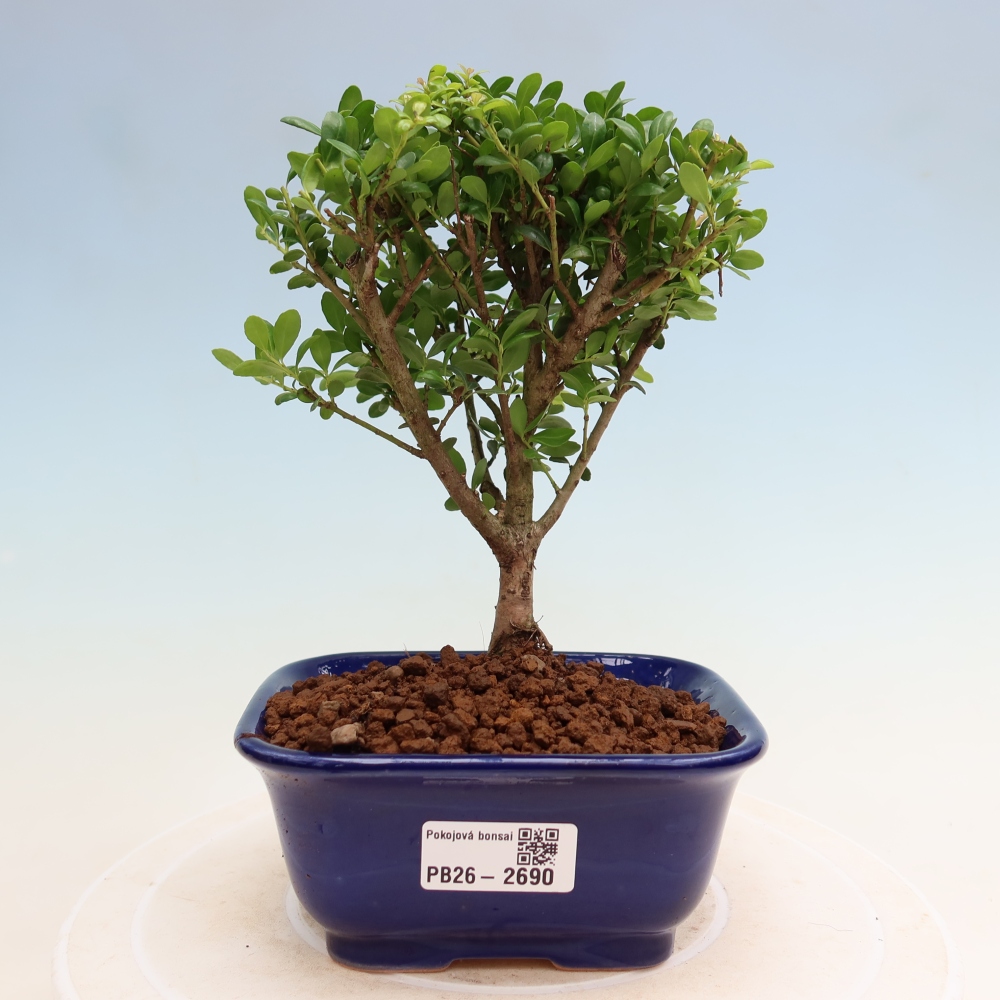 Kamerbonsai - Ilex crenata - Hulst