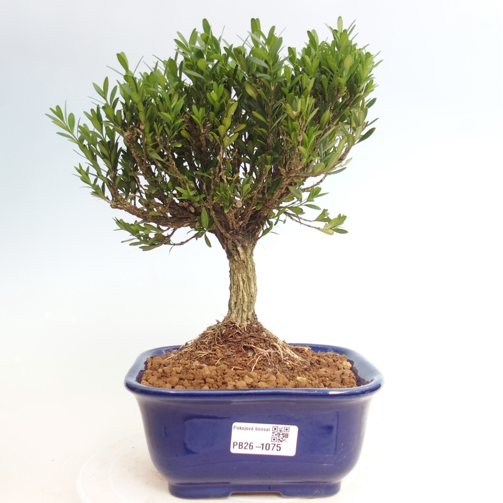 Kamerbonsai - Buxus harlandii - kurk buxus