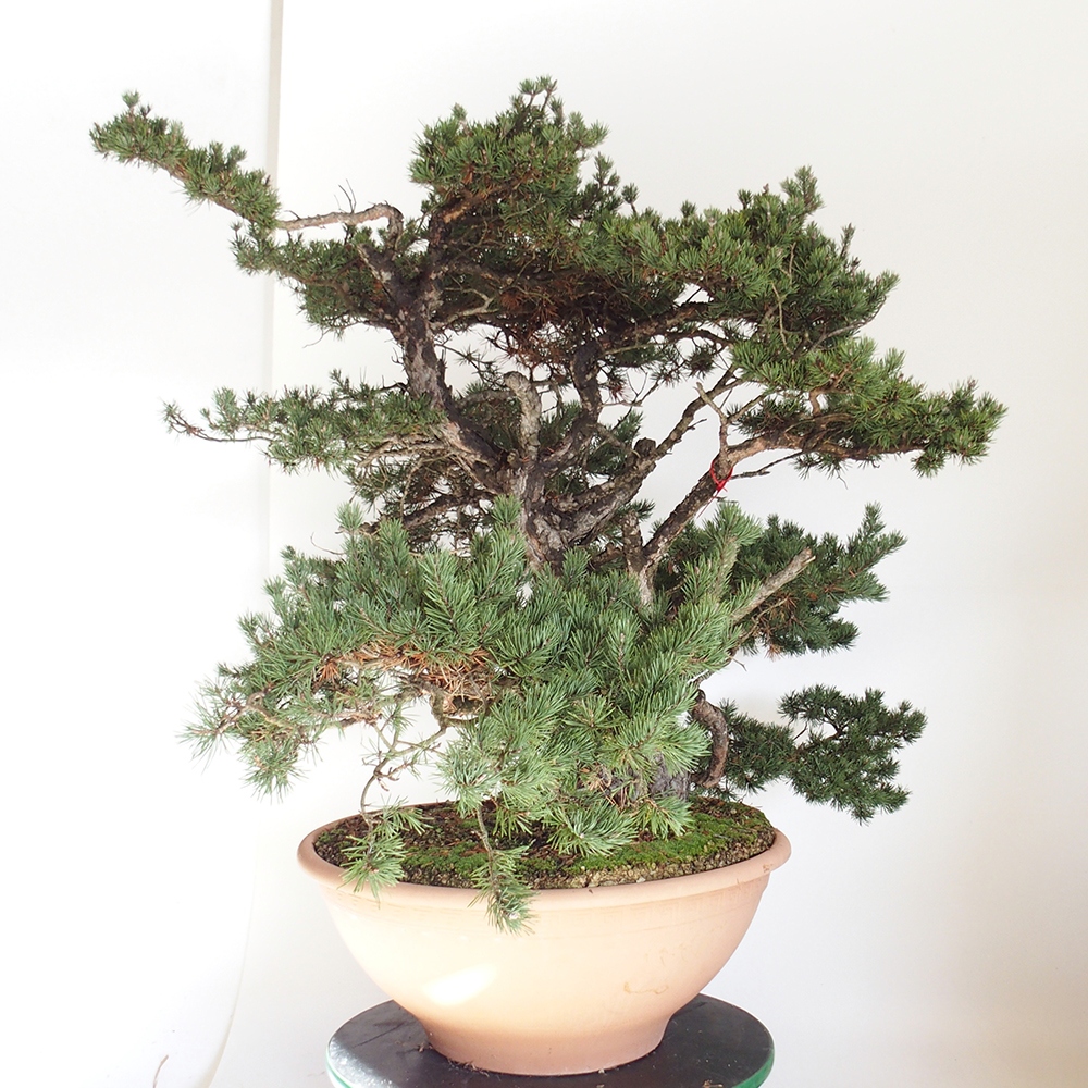 Yamadori - Pinus sylvestris Spanje
