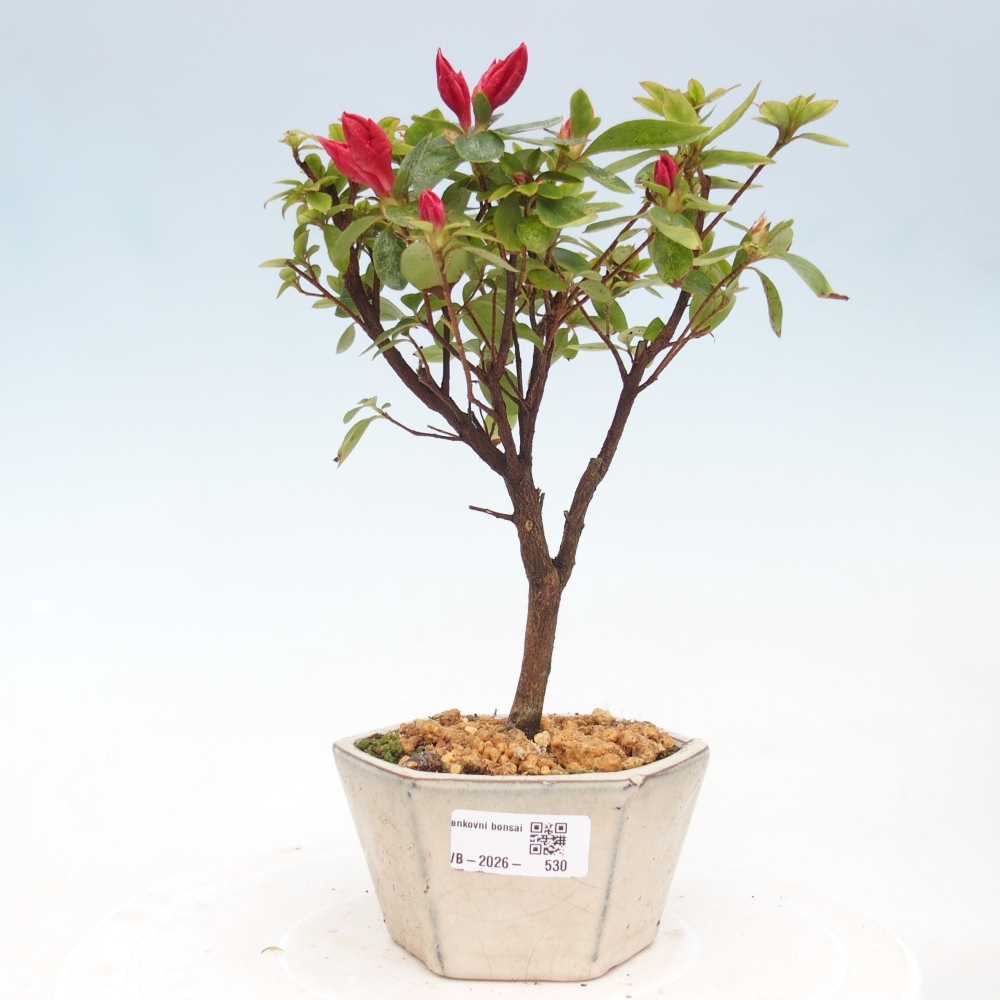 Bonsai voor buiten - Japanse azalea - Azalea sp.