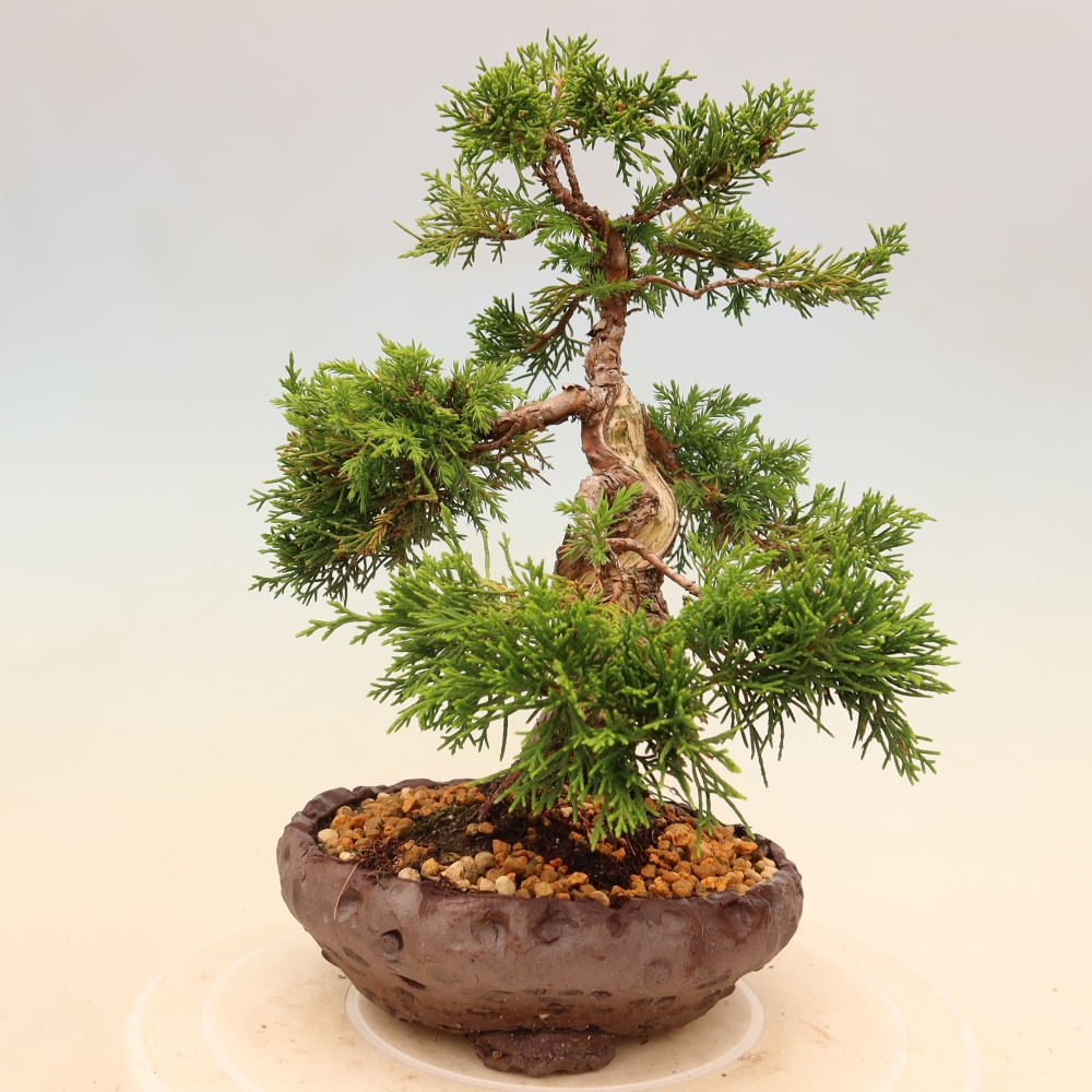 Bonsai voor buiten - Juniperus chinensis Itoigawa