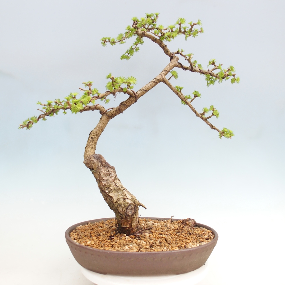 Bonsai voor buiten -Larix decidua - Lariks - Alleen palletvervoer