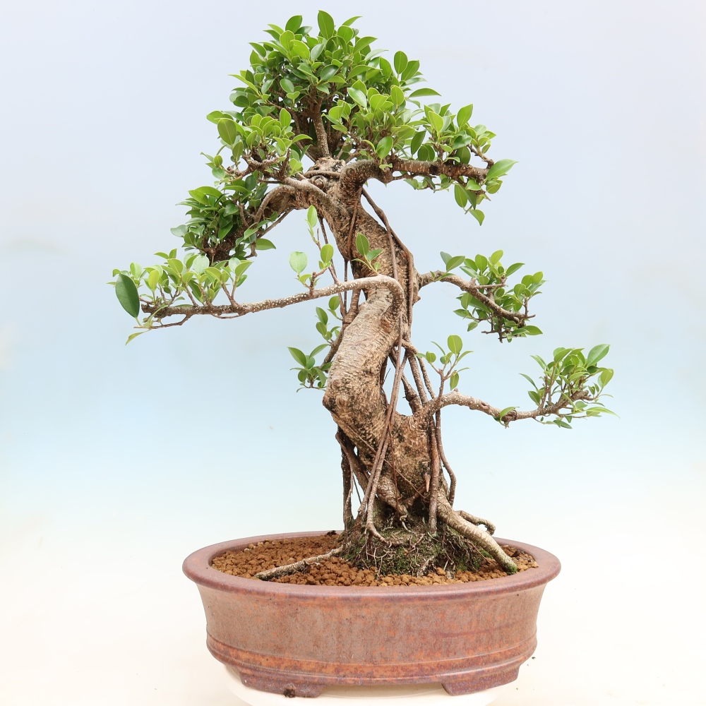 Kamerbonsai - Ficus kimmen - kleinbladige ficus