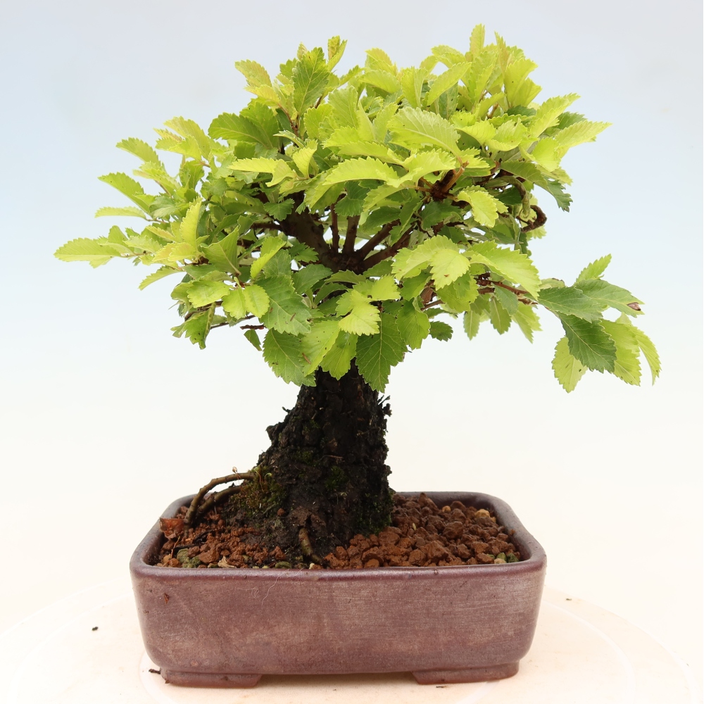 Bonsai voor buiten - Zelkova - Zelkova NIRE