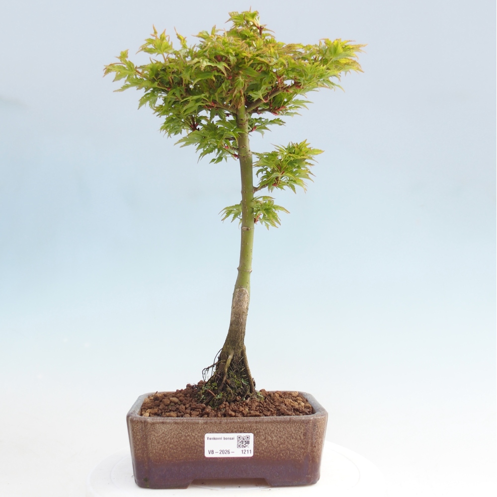 Bonsai voor buiten -Javor palm Acer palmatum Shishigashira