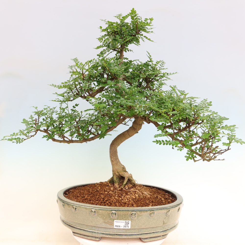 Kamerbonsai - Zantoxylum piperitum - peperboom