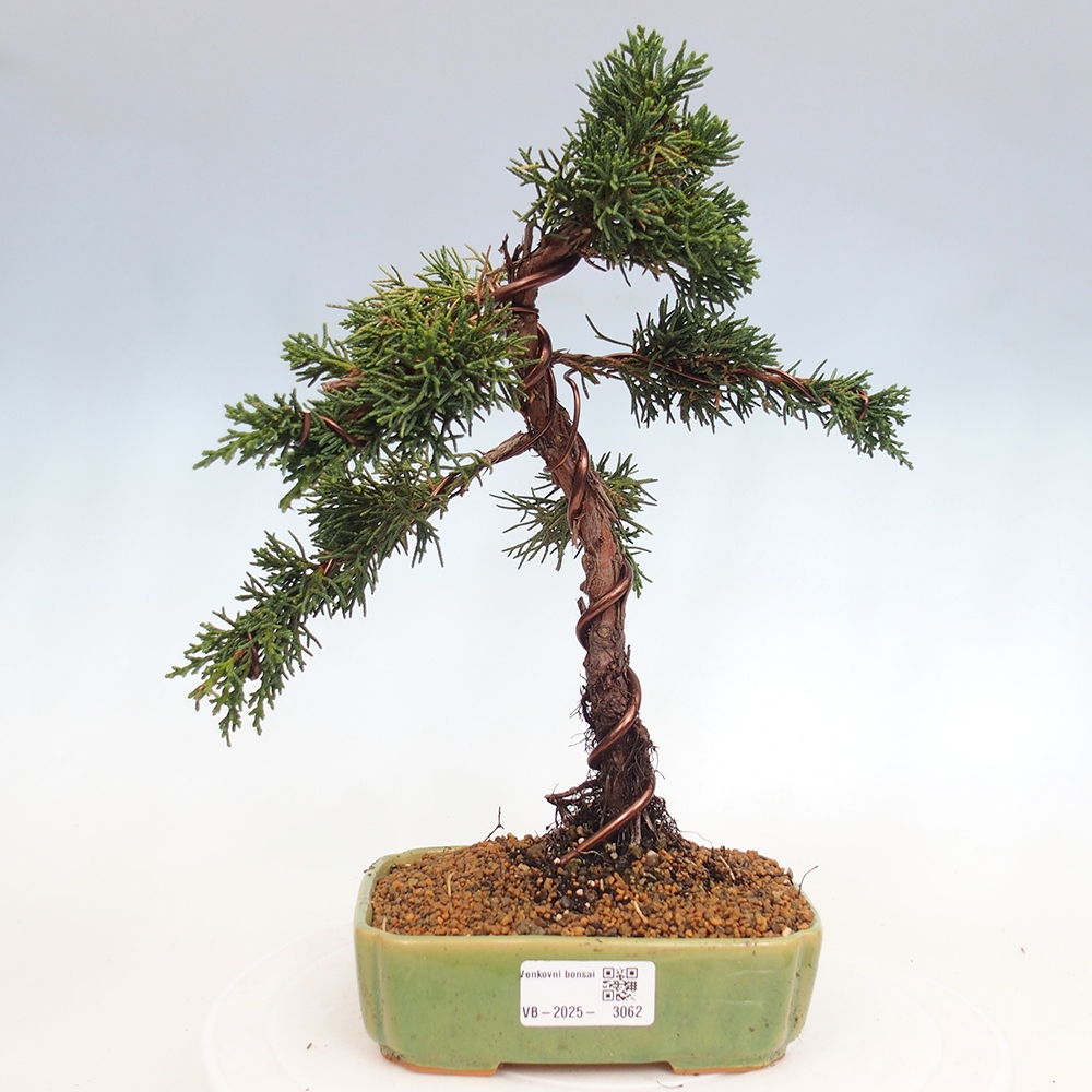 Bonsai voor buiten - Juniperus chinensis Kishu