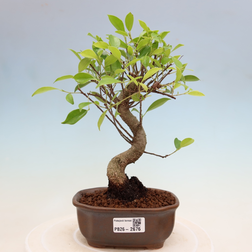 Kamerbonsai - Ficus kimmen - kleinbladige ficus