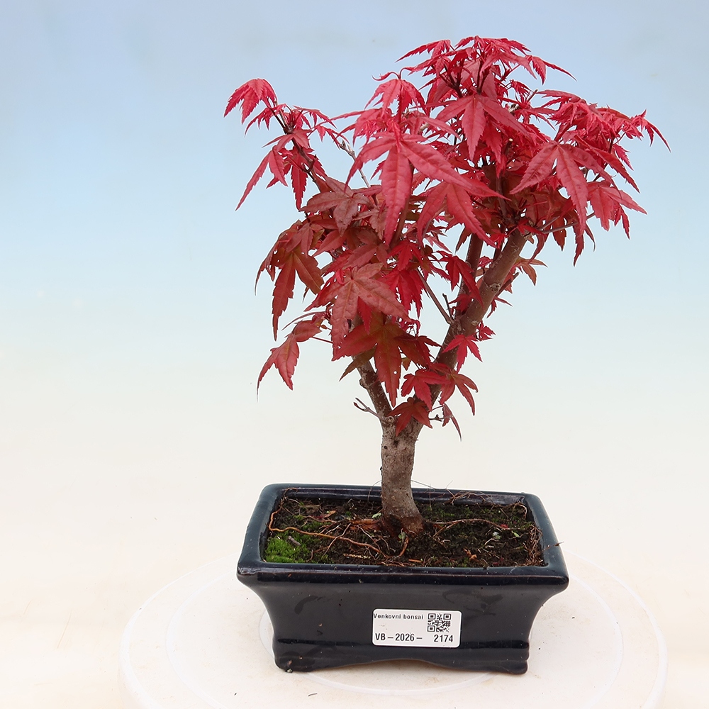 Bonsai voor buiten - Acer palmatum DESHOJO