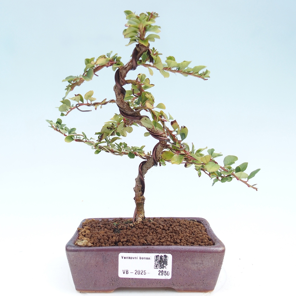 Bonsai voor buiten - Cotoneaster horizontalis - Rocky Mountain