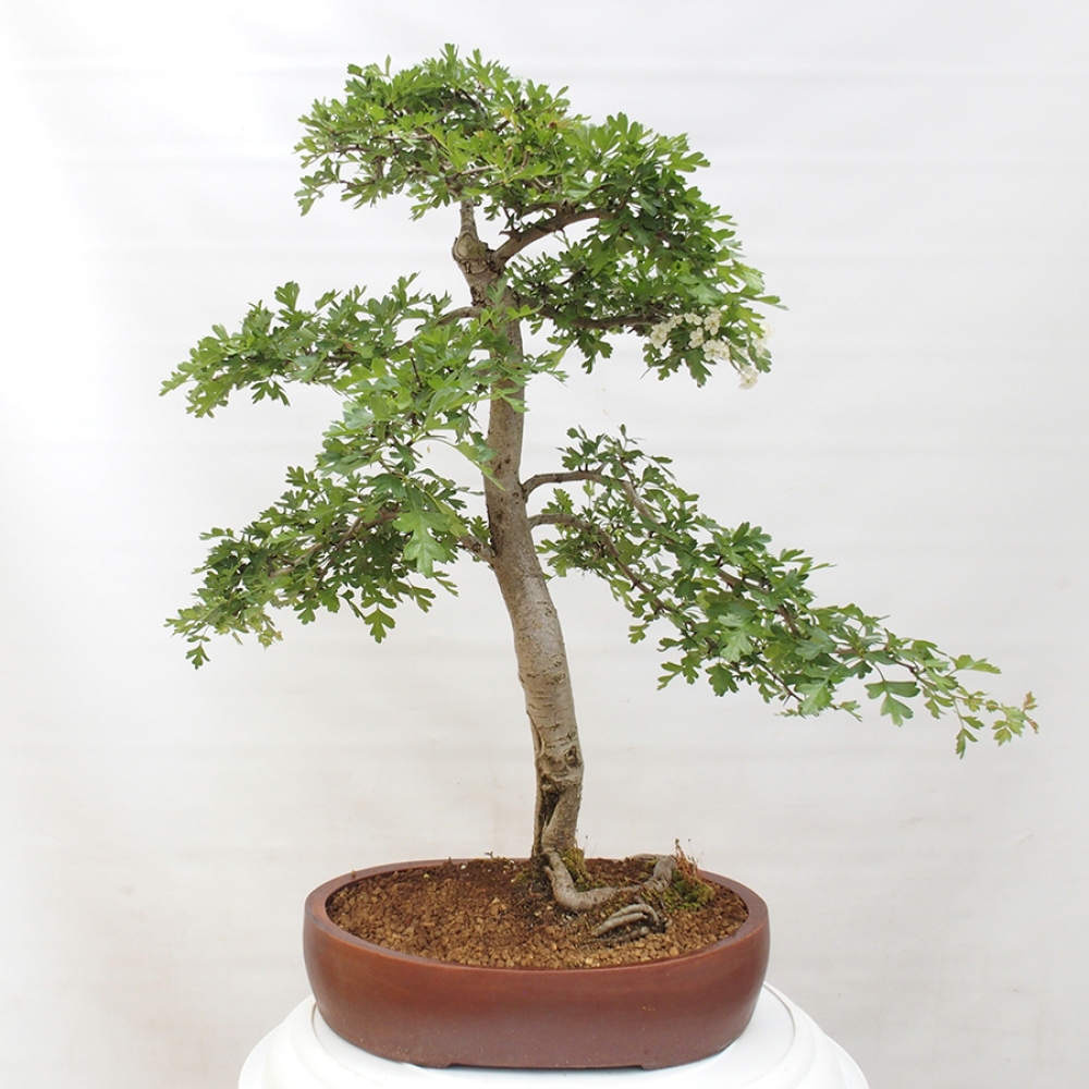 Bonsai voor buiten - Meidoorn - Crataegus monogyna