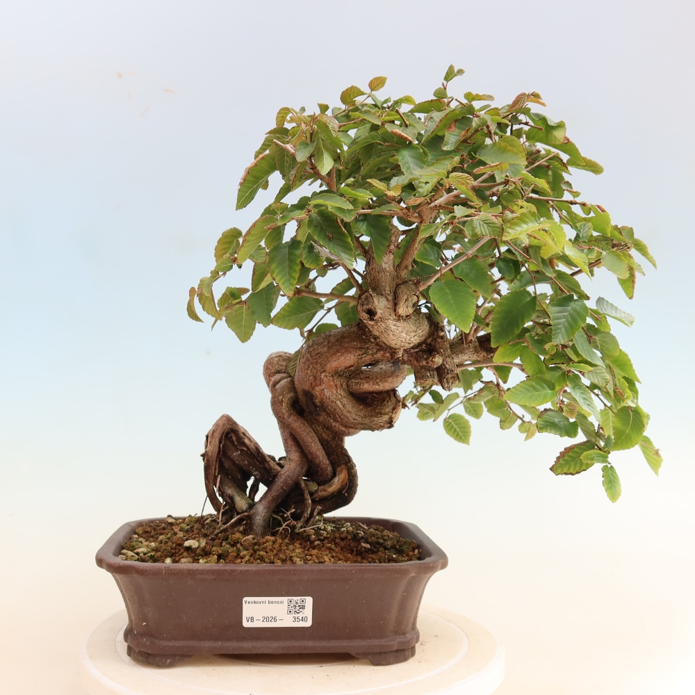 Bonsai voor buiten -Carpinus CARPINOIDES - Koreaanse haagbeuk
