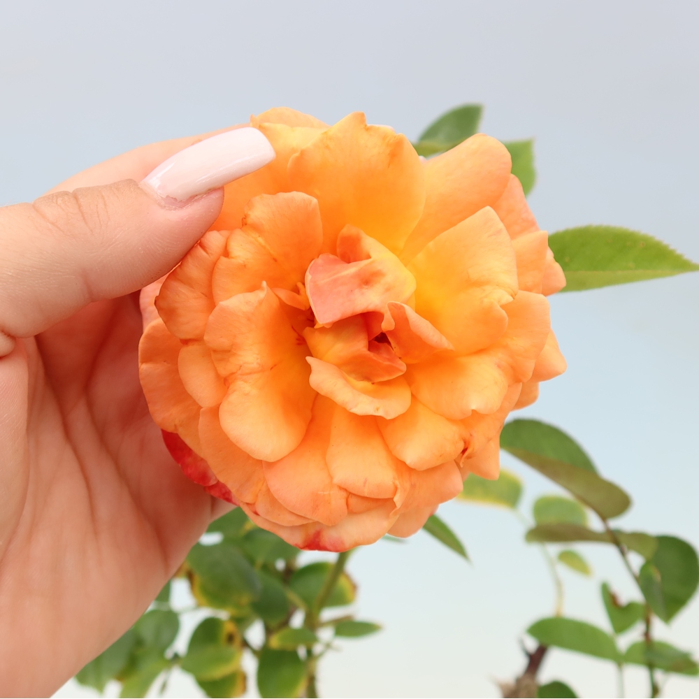 Bonsai voor buiten - Rosa Kordes - roos