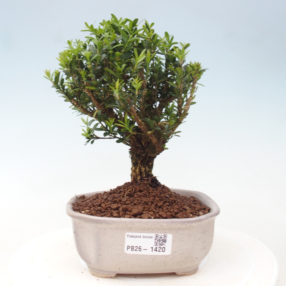 Kamerbonsai - Buxus harlandii - kurk buxus