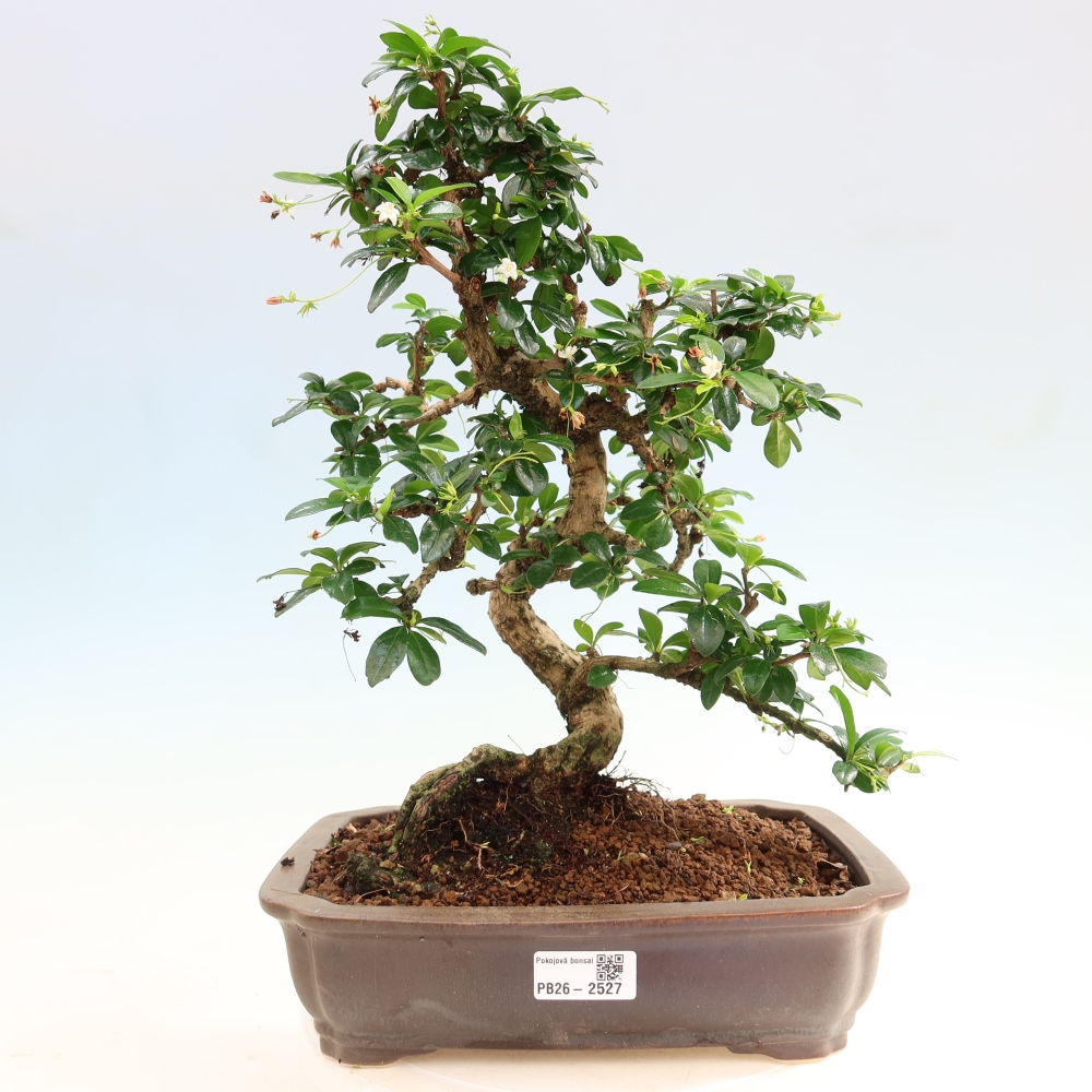 Kamerbonsai - Carmona macrophylla - Thee fuki