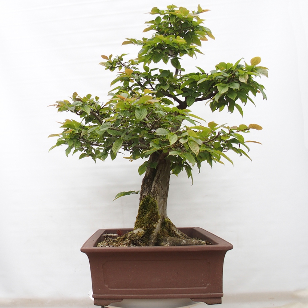 Bonsai voor buiten - Haagbeuk - Carpinus betulus