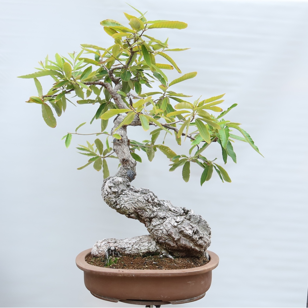 Buitenbonsai - Quercus castaneifolia  - Kastanjebladige eik