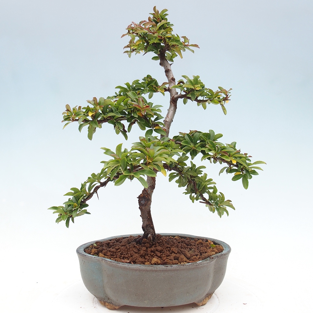Bonsai-Pyracantha Teton voor buiten -Hlox
