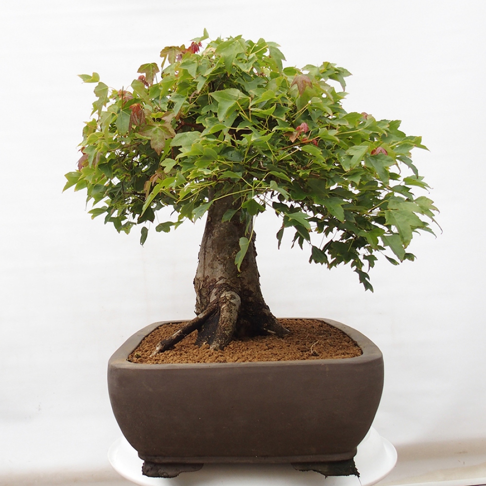 Bonsai voor buiten - Acer Buergerianum - Burgeresdoorn
