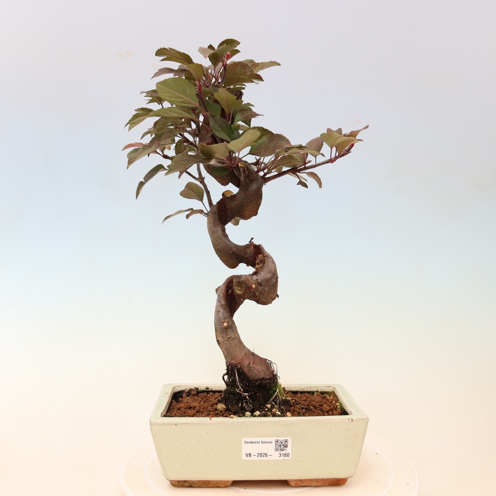 Bonsai voor buiten -Malus domestica - Roodbladige appelboom met kleine vruchten