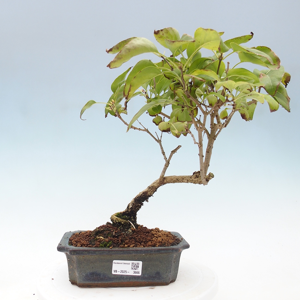 Bonsai voor buiten - Sering - Syringa vulgaris