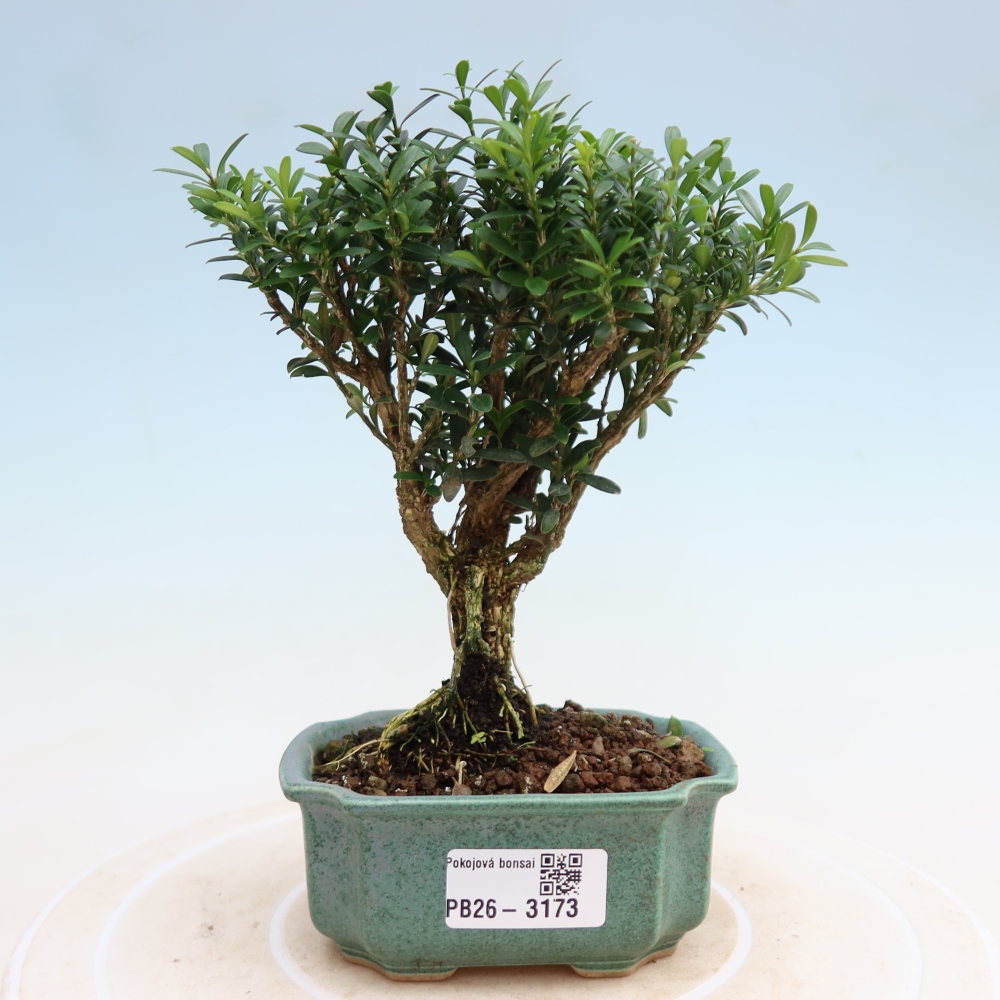 Kamerbonsai - Buxus harlandii - kurk buxus