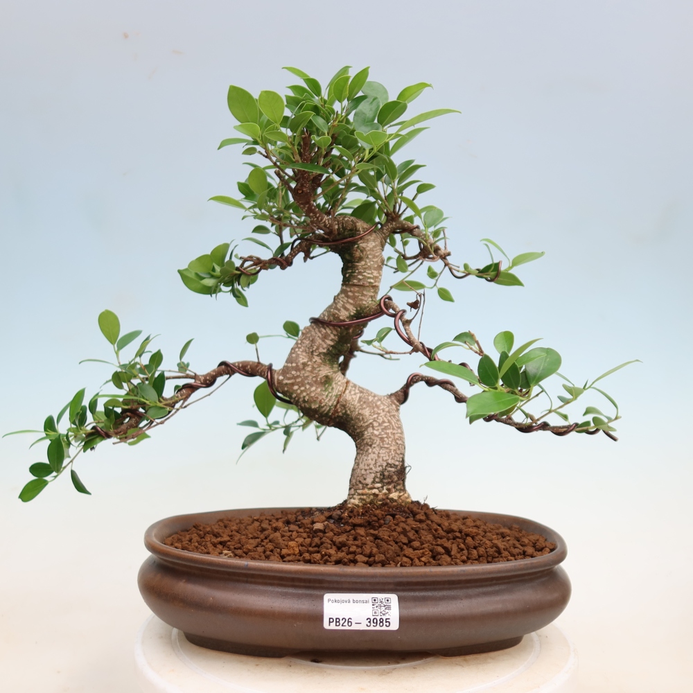 Kamerbonsai - Ficus kimmen - kleinbladige ficus