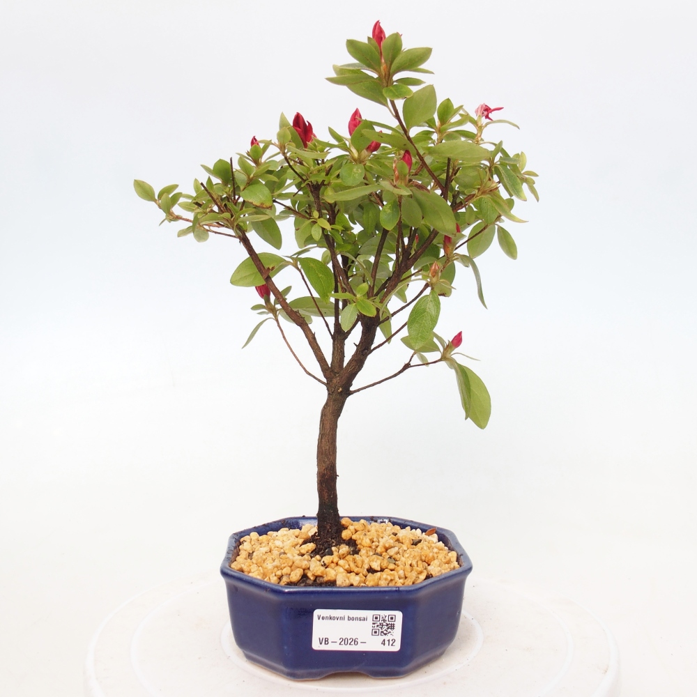 Bonsai voor buiten - Japanse azalea - Azalea sp.