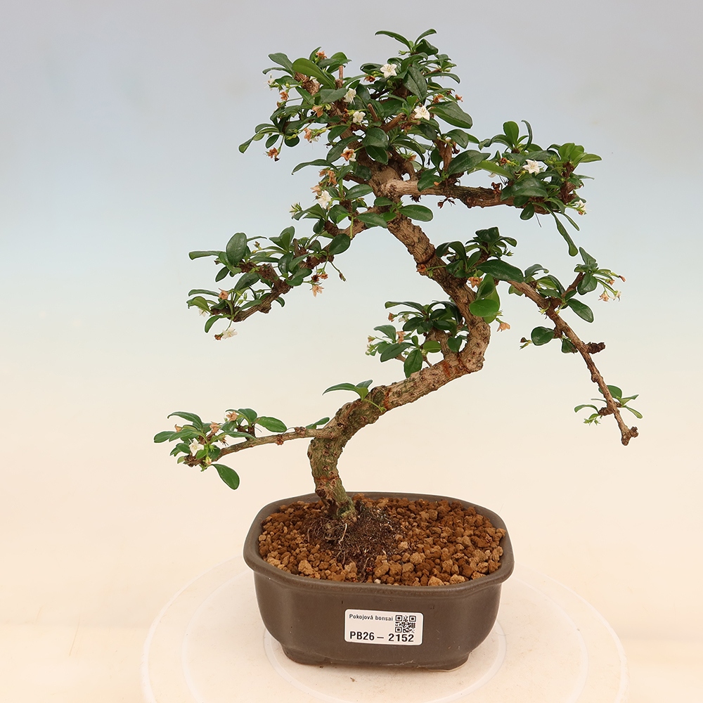 Kamerbonsai - Carmona macrophylla - Thee fuki