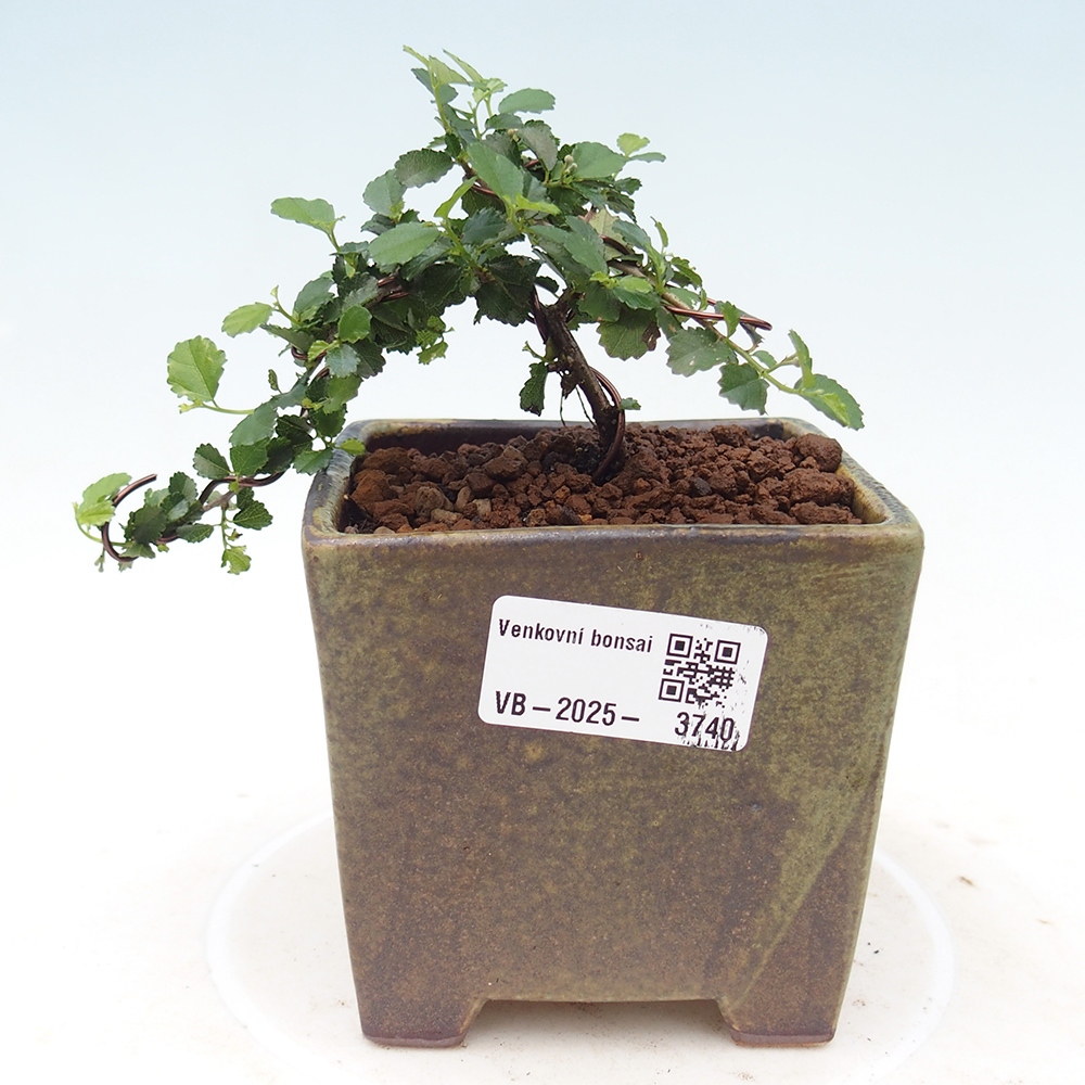 Kamerbonsai - Grewia sp. - Grewia malafolia