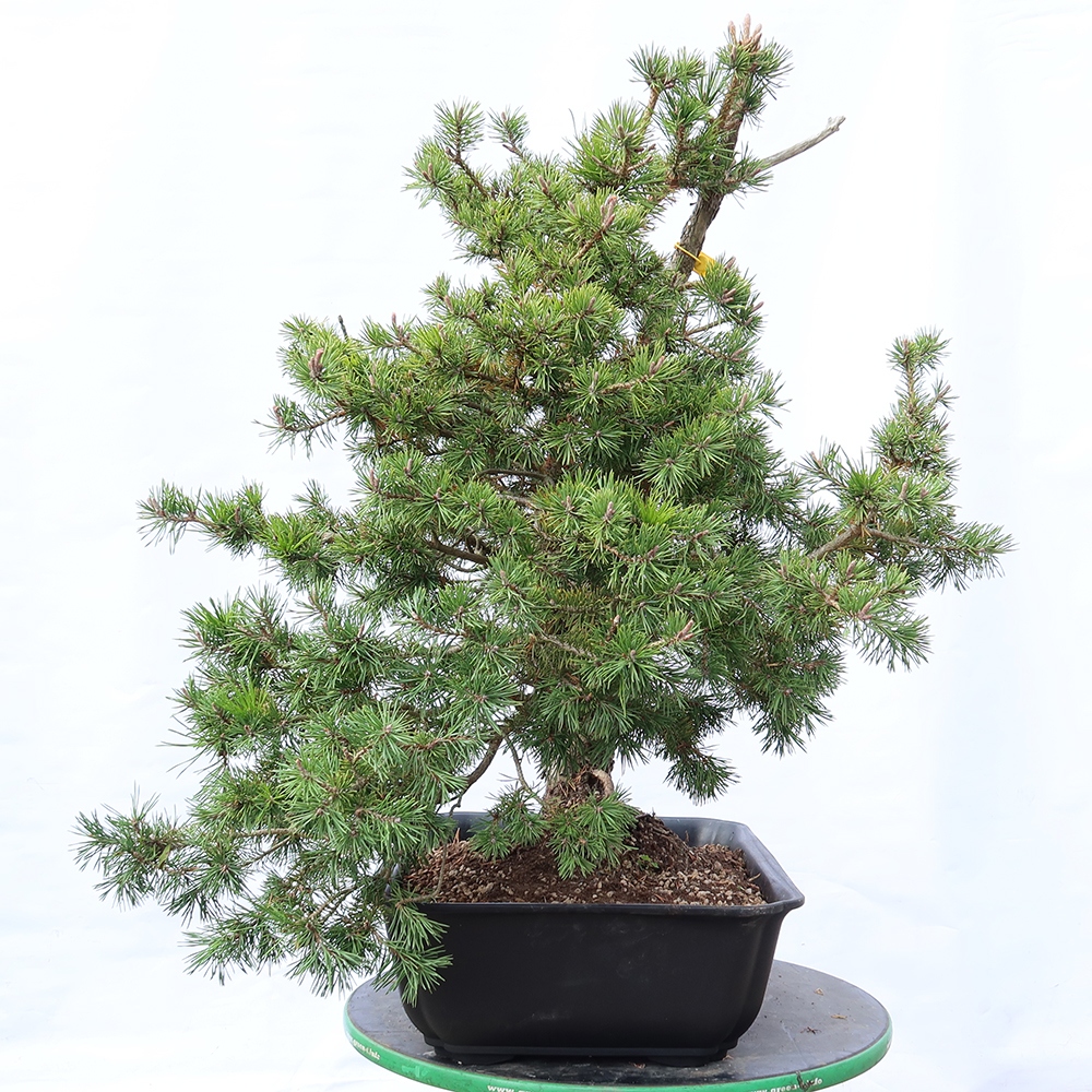 Pinus sylvestris Spanje - grove den