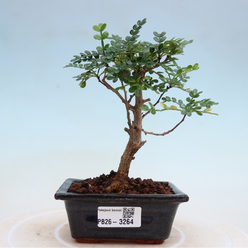 Kamerbonsai - Zantoxylum piperitum - peperboom