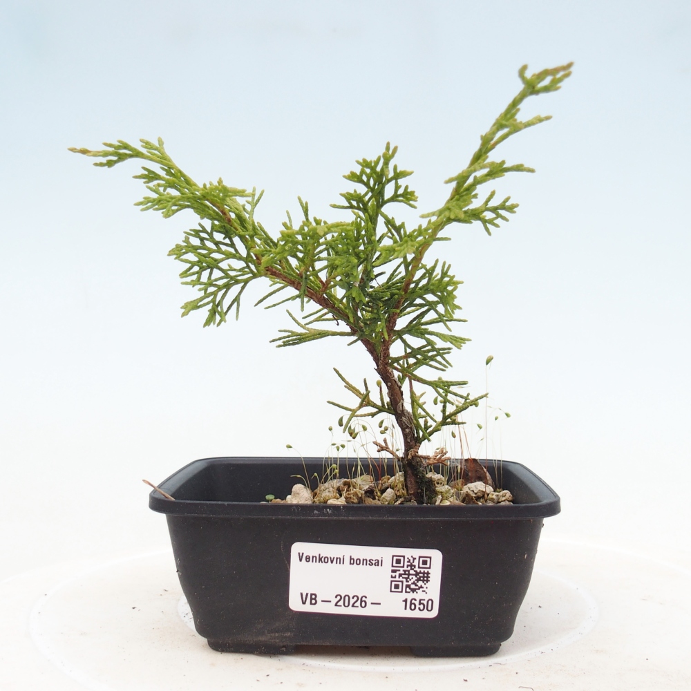 Bonsai voor buiten - Juniperus chinensis Itoigawa
