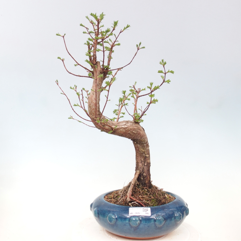 Bonsai voor buiten - Metasequoia glyptostroboides - Chinese Metasequoia