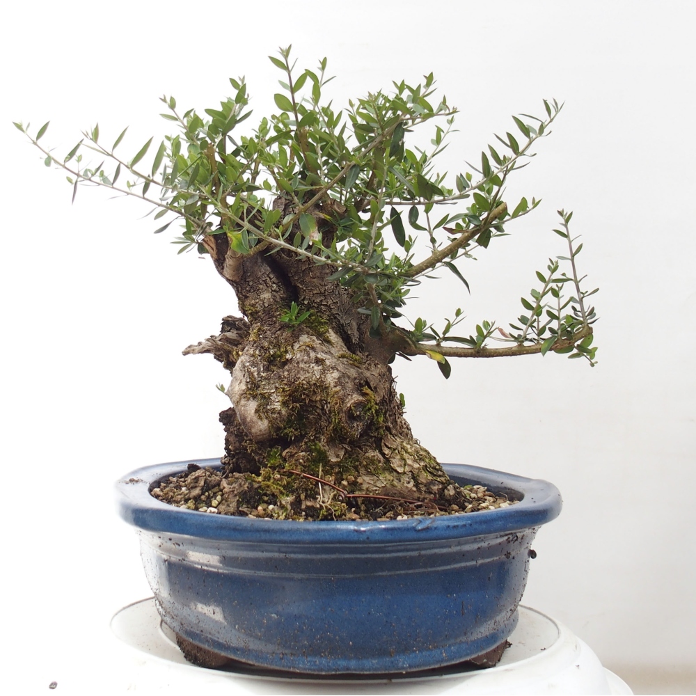 Bonsai voor binnen - Olea europaea sylvestris