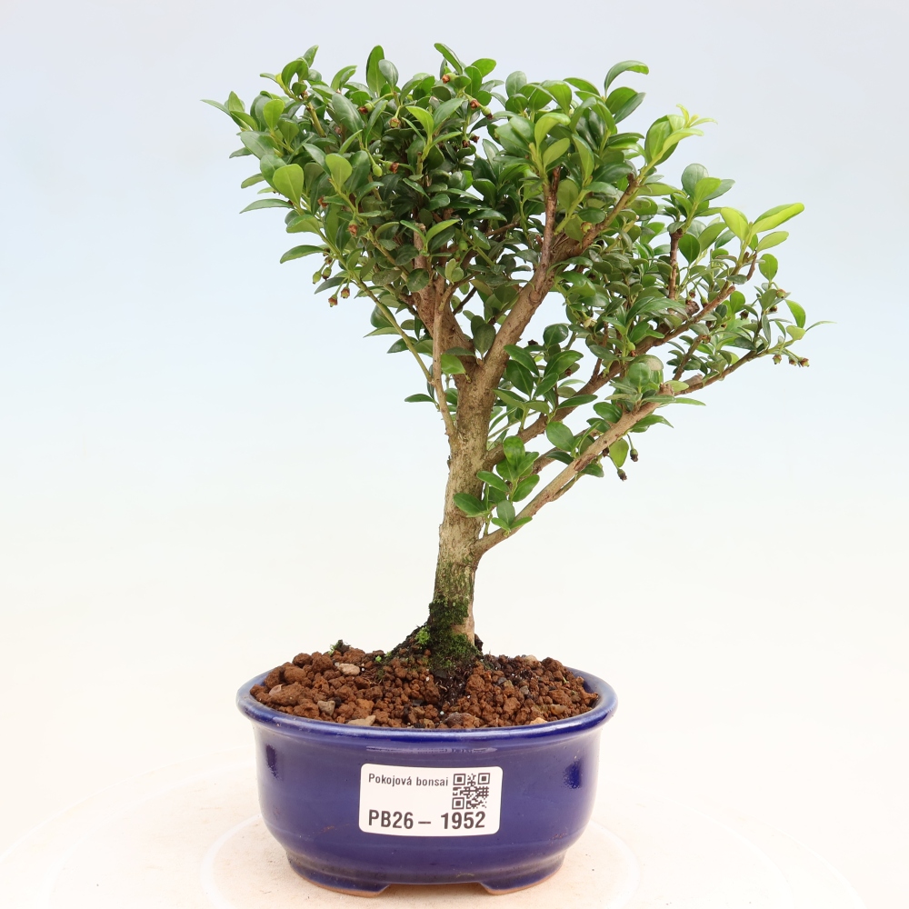 Kamerbonsai - Ilex crenata - Hulst