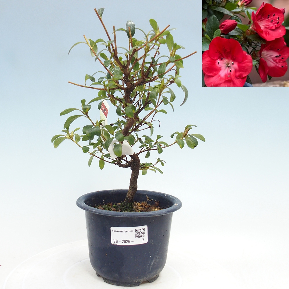 Bonsai voor buiten - Japanse Azalea - Azalea Benibeni