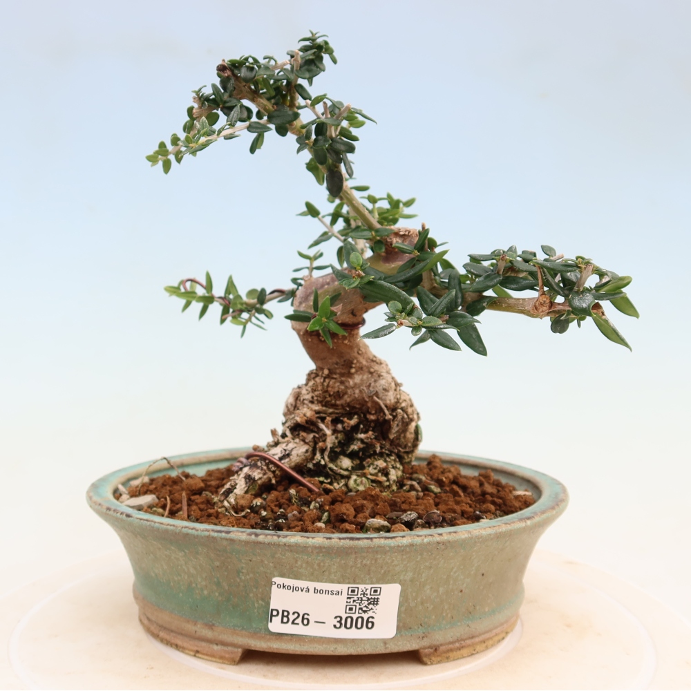 Bonsai voor binnen - Olea europaea sylvestris