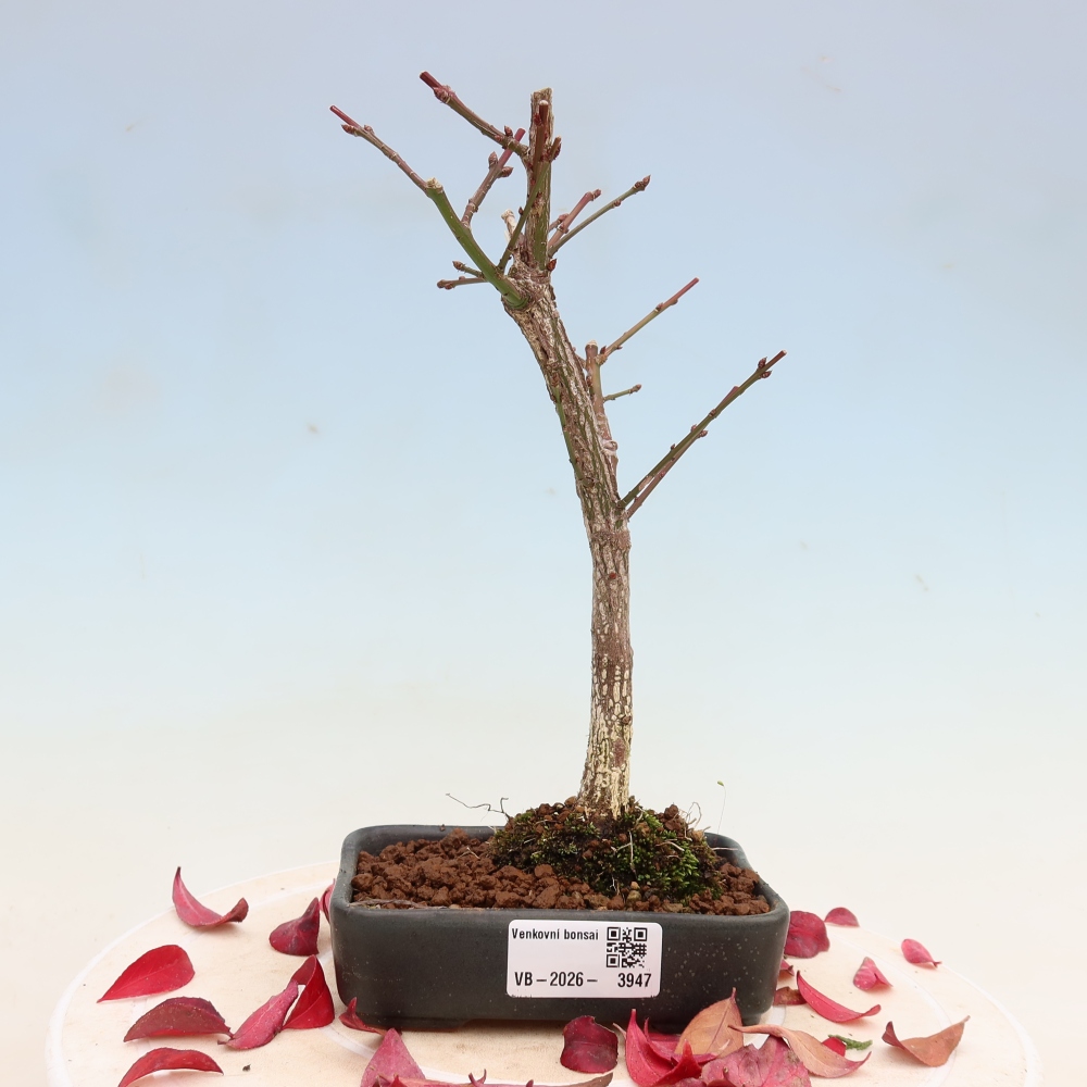 Bonsai voor buiten -  Euonymus alatus comactus  - gevleugelde spindelstruik