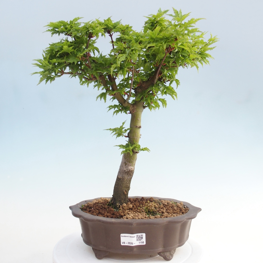 Bonsai voor buiten -Javor palm Acer palmatum Shishigashira