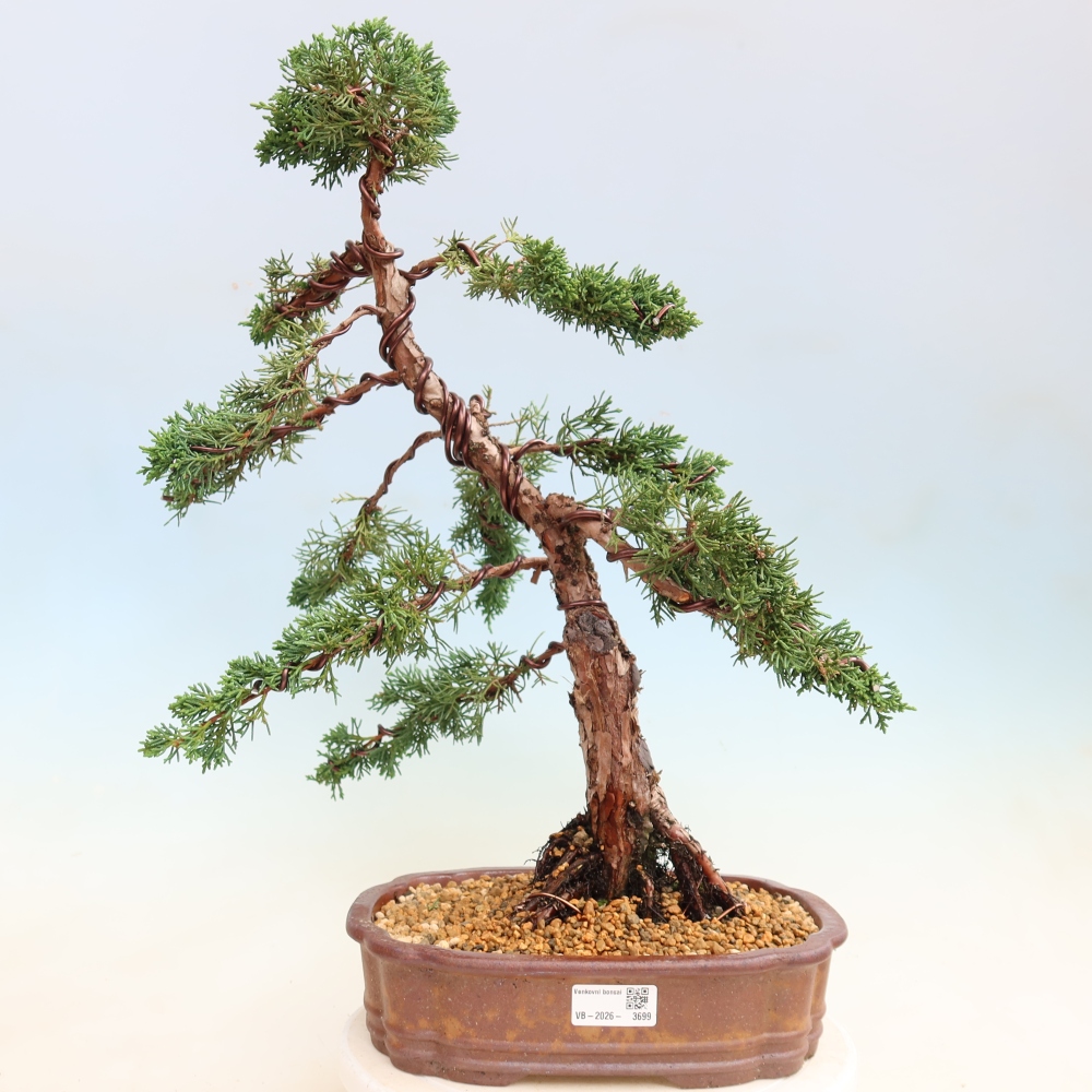 Bonsai voor buiten - Juniperus chinensis Kishu