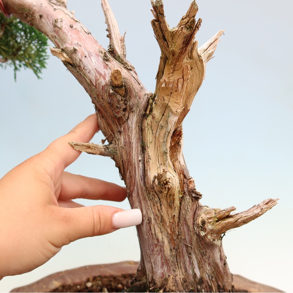 Bonsai voor buiten - Juniperus chinensis Kishu