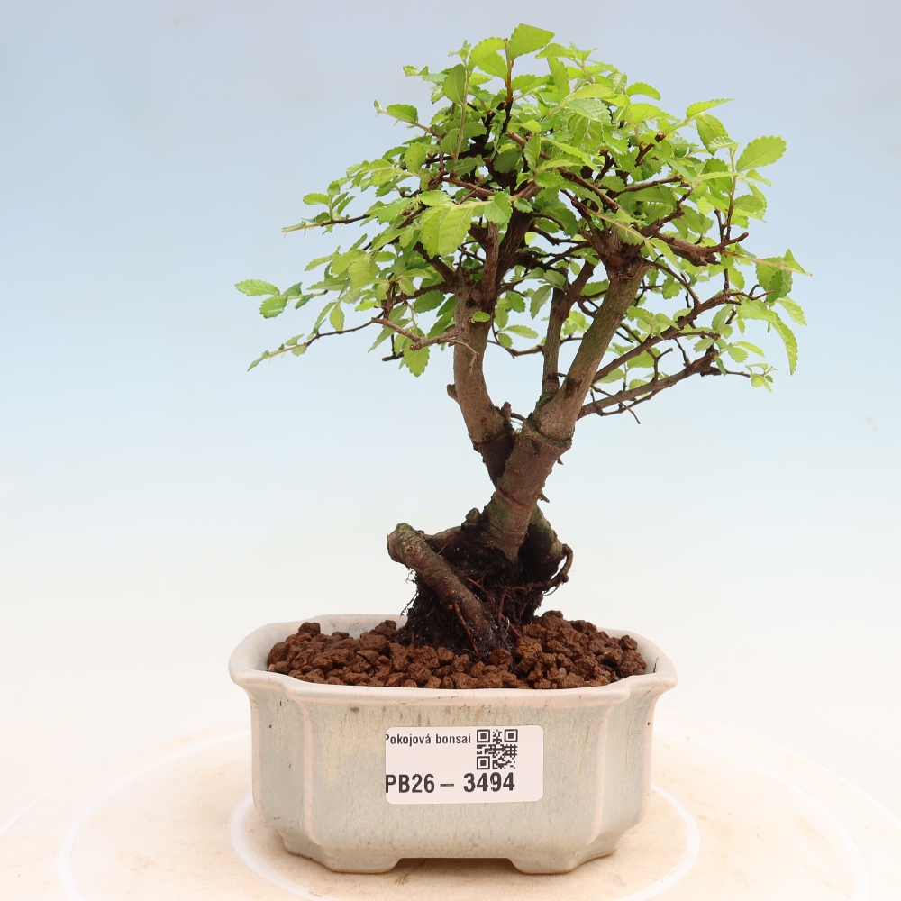 Kamerbonsai - Ulmus parvifolia - Winteriep
