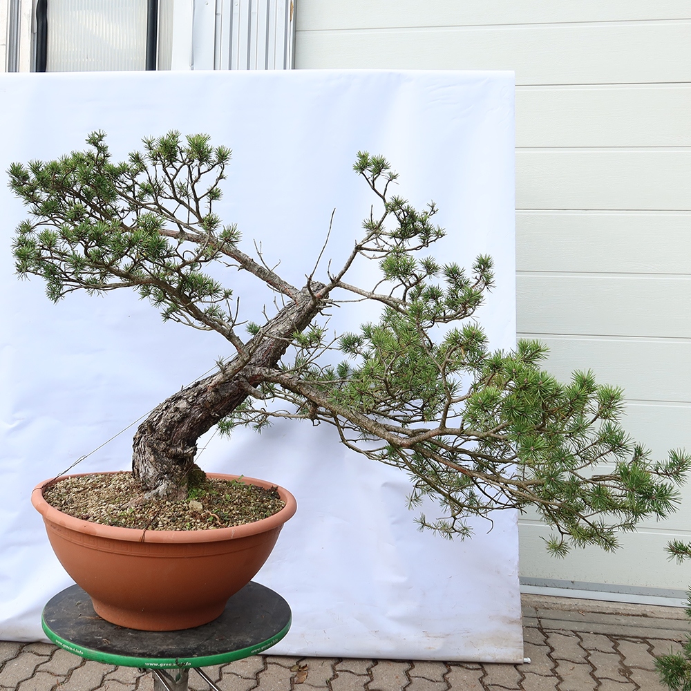 Pinus sylvestris Spanje - grove den