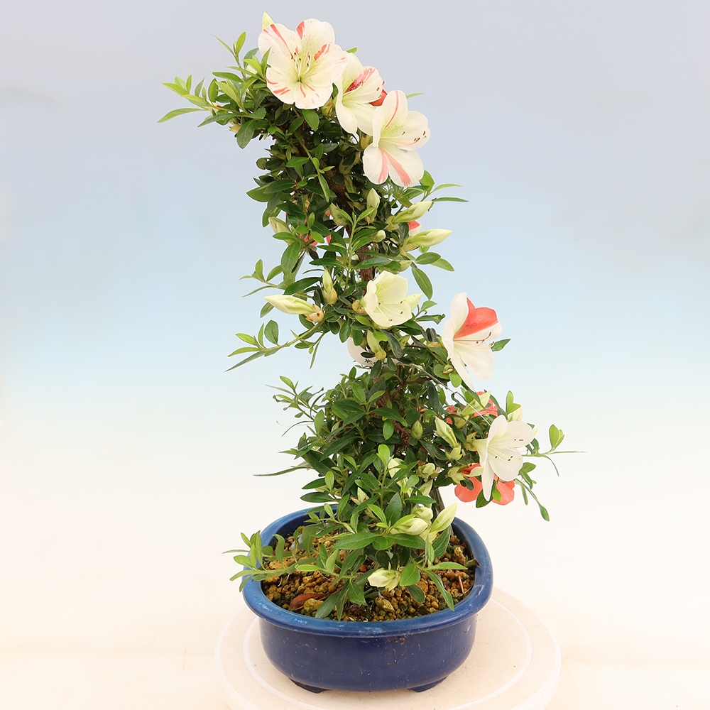 Bonsai voor buiten - Japanse azalea - Azalea Asahi-no-izumi