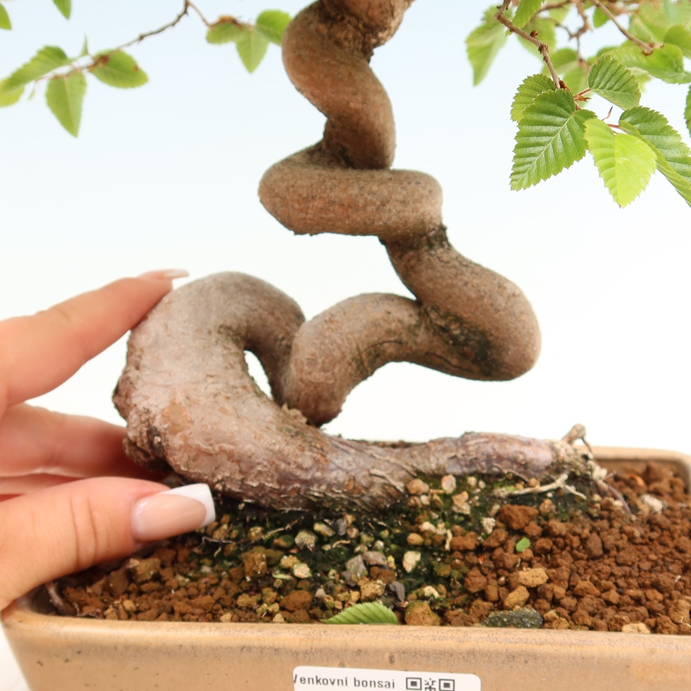 Bonsai voor buiten -Carpinus Coreana - Koreaanse haagbeuk