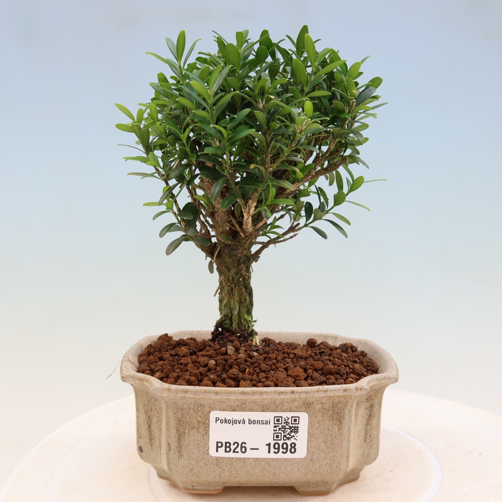 Kamerbonsai - Buxus harlandii - kurk buxus
