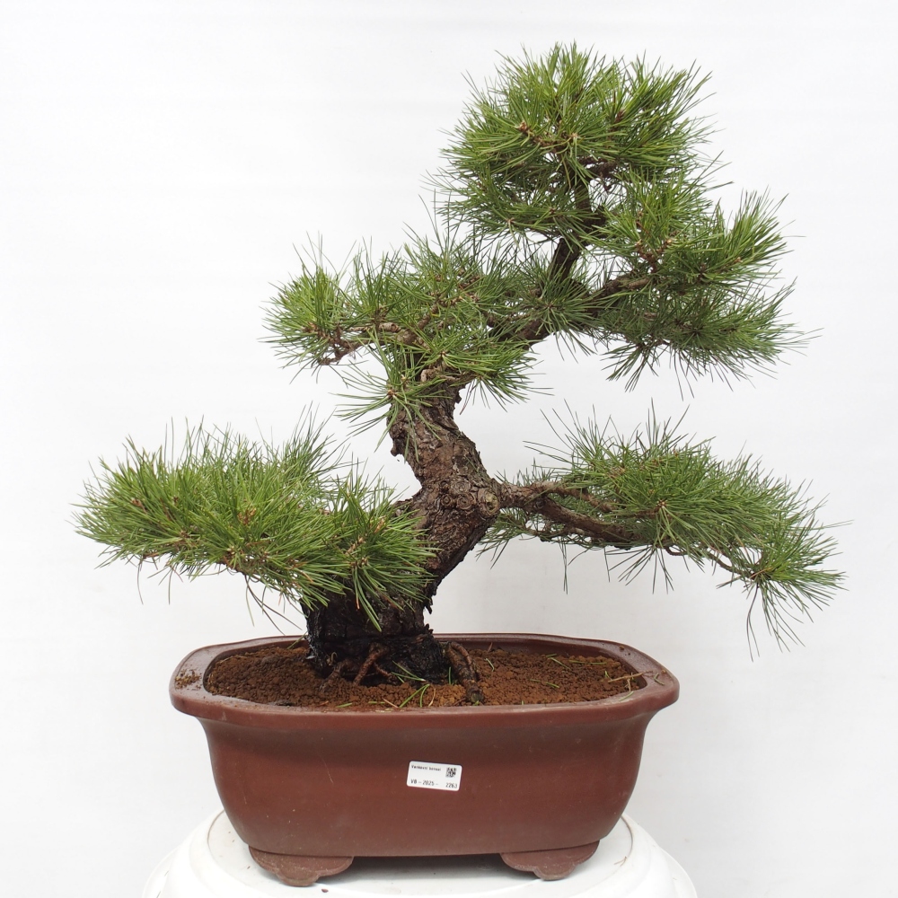 Bonsai voor buiten - Pinus thunbergii - Thunberg den
